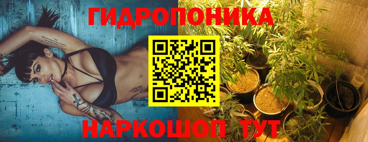 МАРИХУАНА конопля Грязи